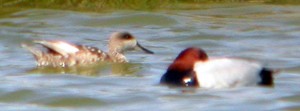 Marbled Duck  - Marmaronetta angustirostris & Common Pochard @Aythya ferina © John Muddeman